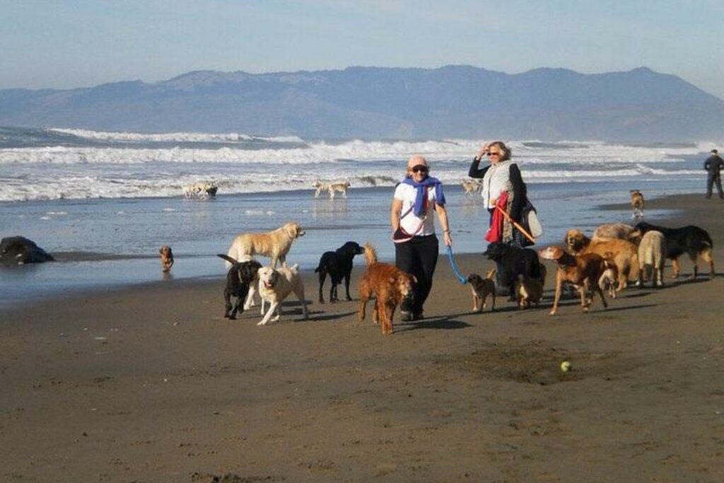 Pet-friendly beach in San Francisco