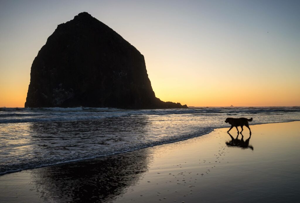 Sunset with a dog and a rock in background