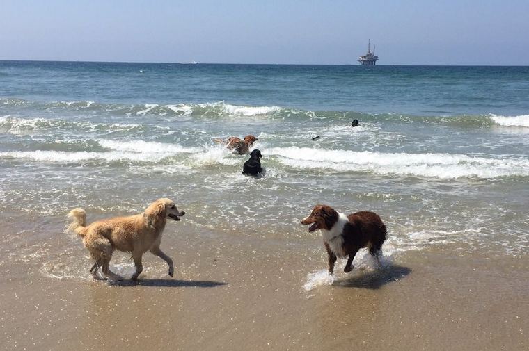 Huntington Dog Beach - pet-friendly beaches