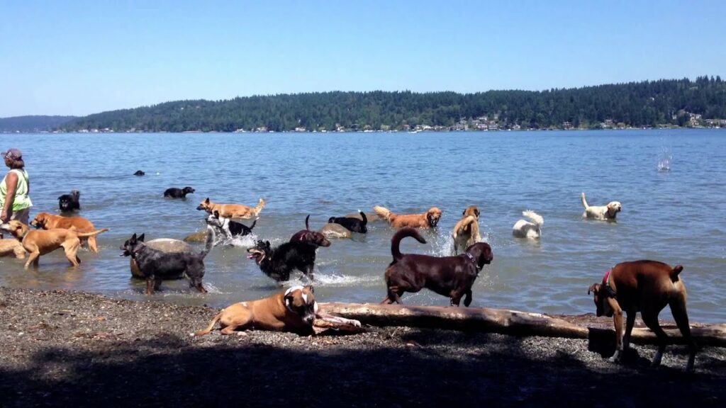 Dogs bathing in the beach